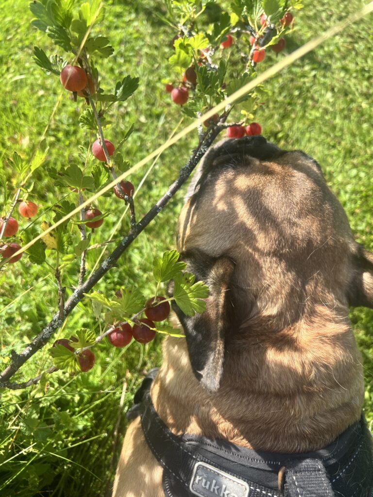 stolt hundmamma