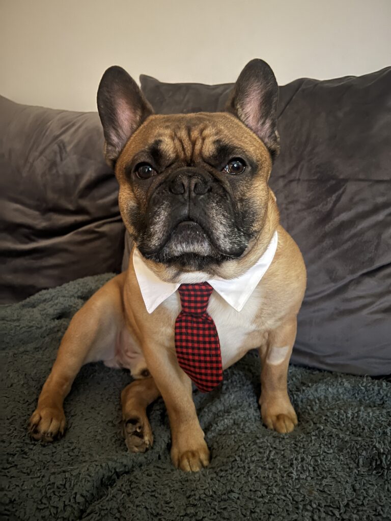 stolt hundmamma till världens finaste hund