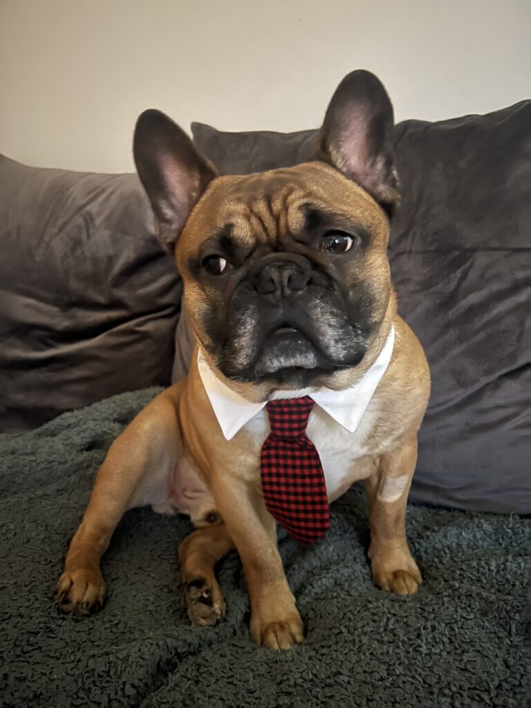 min hund är mitt allt