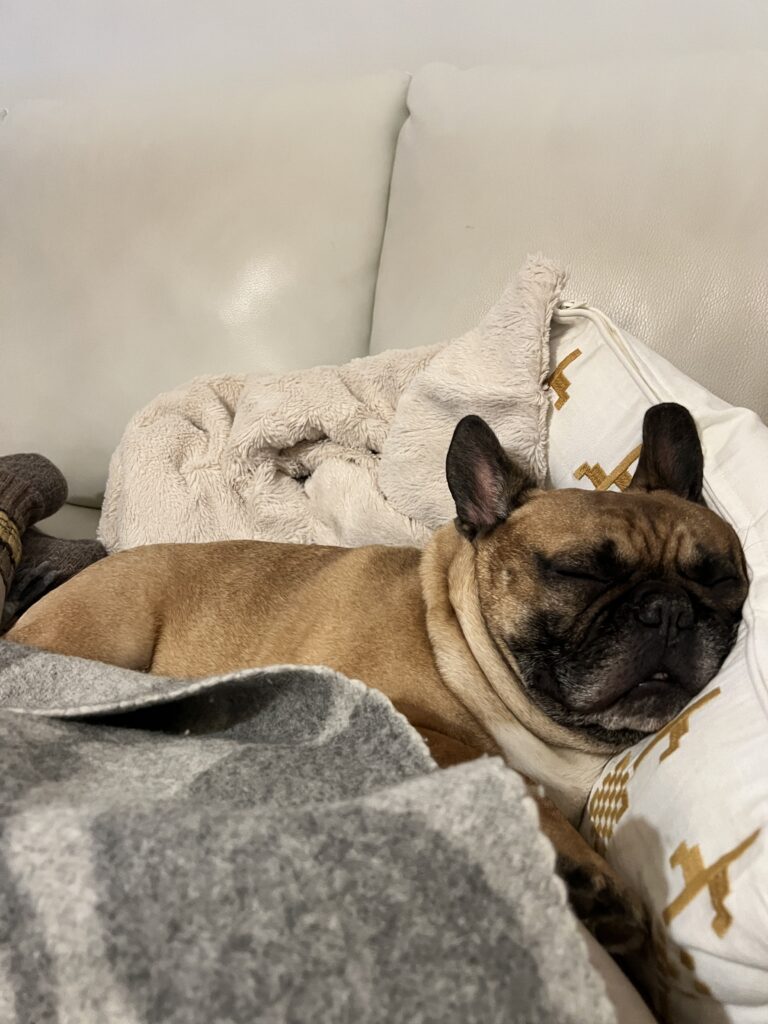 hunden är människans bästa vän