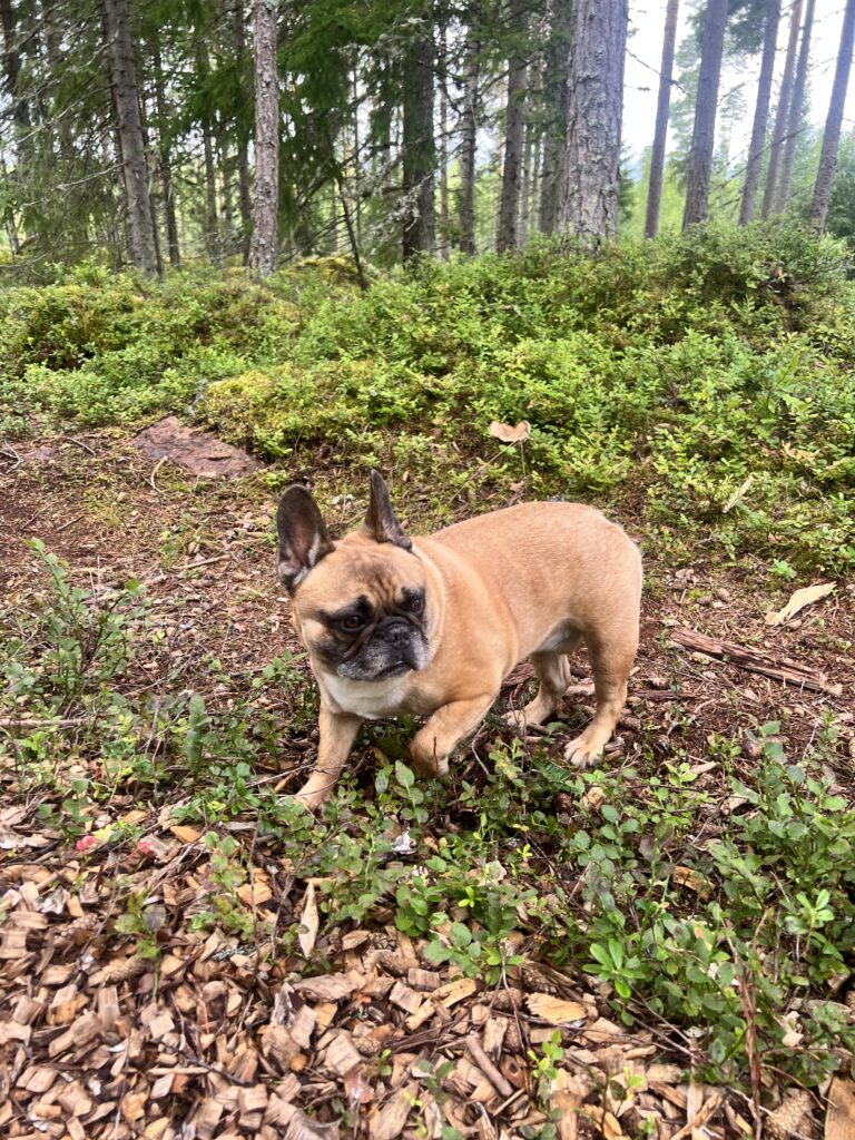 stolt hundmamma
