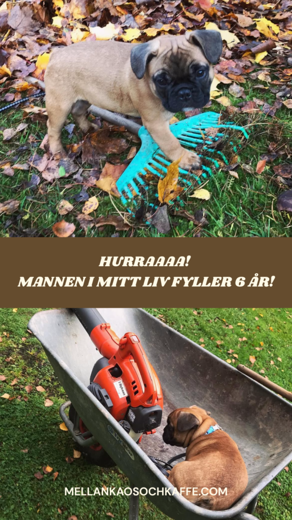 stolt hundmamma