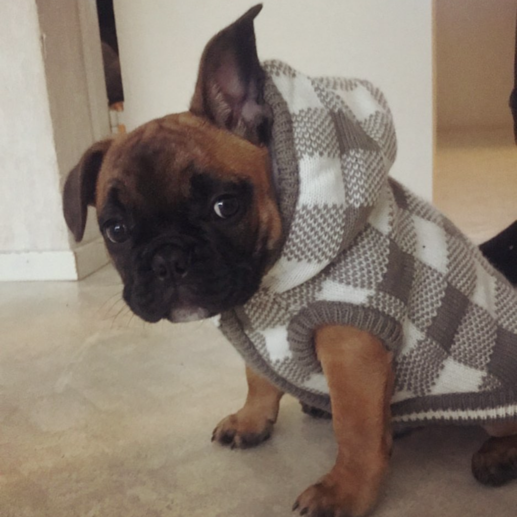 hundmamma till världens bästa hund