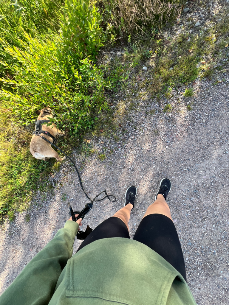 Promenad med min franska bulldogg Paavo under en helt vanlig vecka i vardagen.