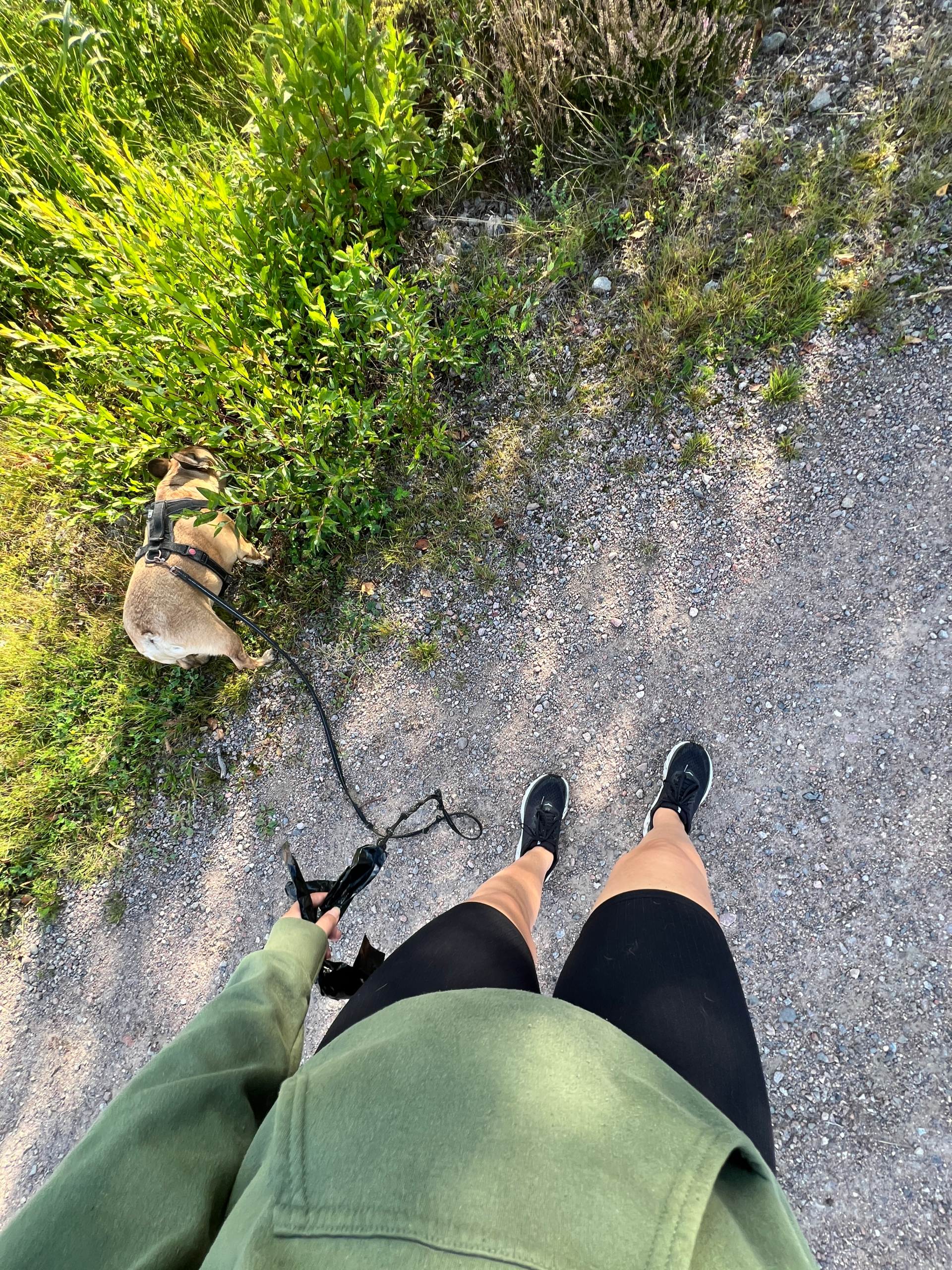Promenad med min franska bulldogg Paavo under en helt vanlig vecka i vardagen.