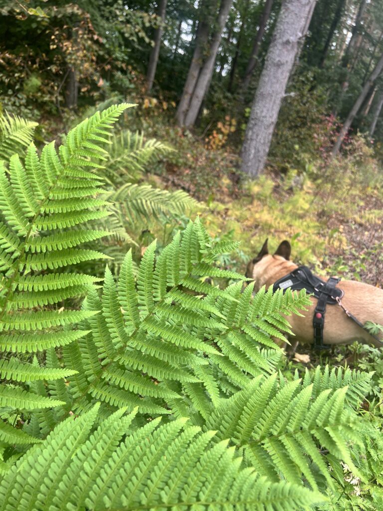 vardagstankar | finlanssvenska bloggare